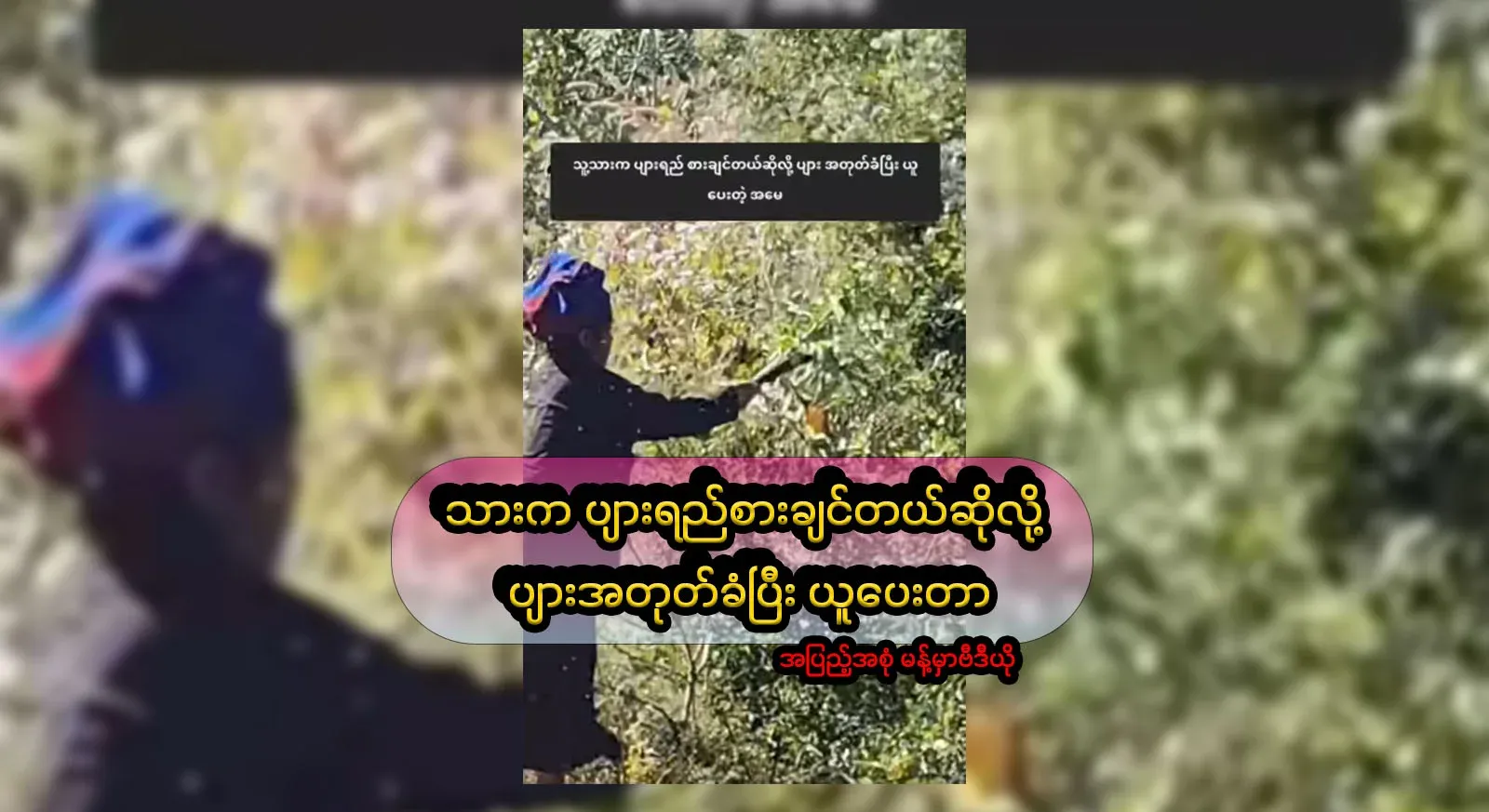 A mother who stung a bee hive herself because her son wanted to drink honey