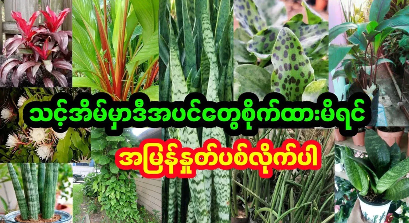 If you have these plants in your house, pull them out quickly