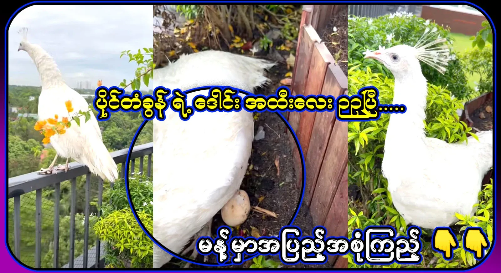 Full video file of the handsome male peacock