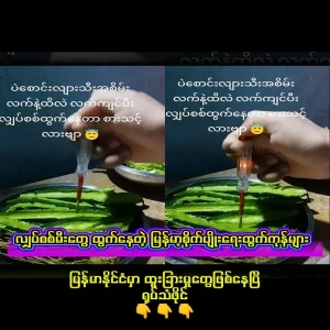 One of Myanmar's agricultural products that emit electricity, pea pods